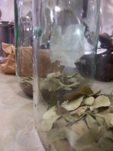 Coca Leaves and Kola Nuts