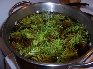 spruce needles in with the chaga decoction