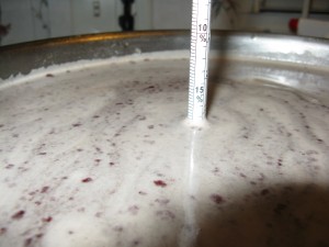 A 17.5% initial alcohol potential for the Blackberry Mead.