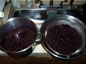 Thawed Elderberries. Freezing them helps break apart the skins and release the juice.